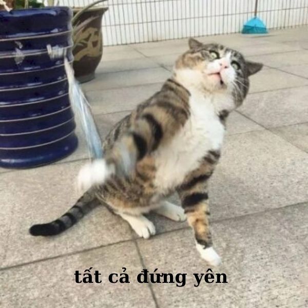 meme mèo cầm dao siêu hài
