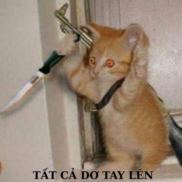 meme mèo cầm dao troll team