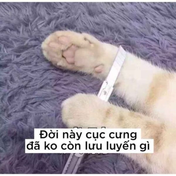 meme mèo cầm dao