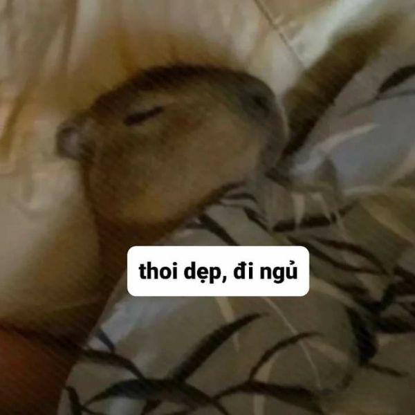 meme ngủ capybara