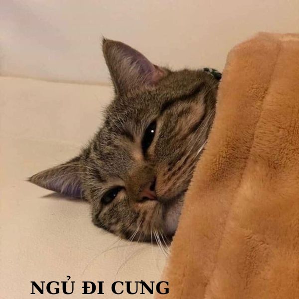 meme ngủ đi cưng