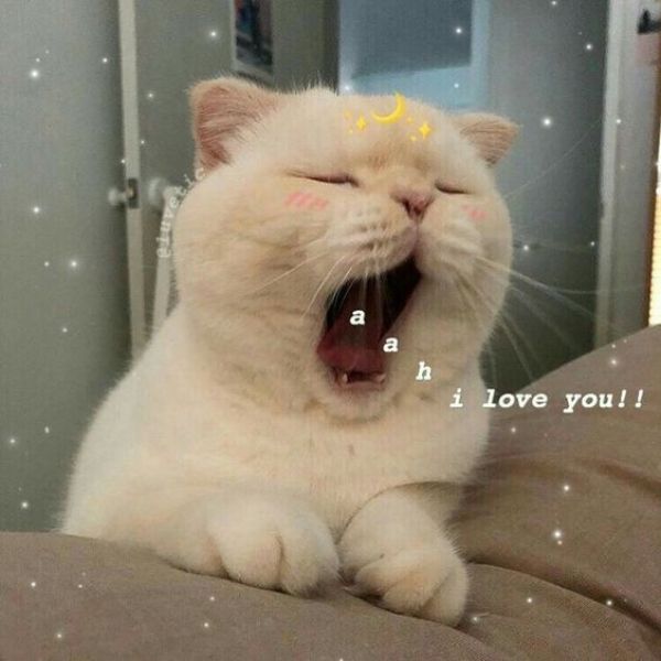 meme ngủ gáy