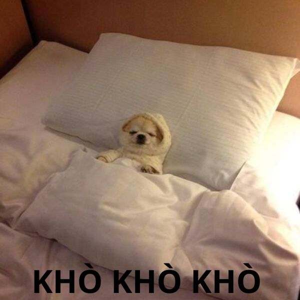 meme ngủ khò khò