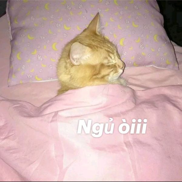 meme ngủ òi