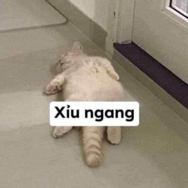 meme ngủ xỉu luôn