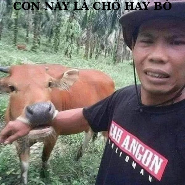 meme việt nam bò cắn
