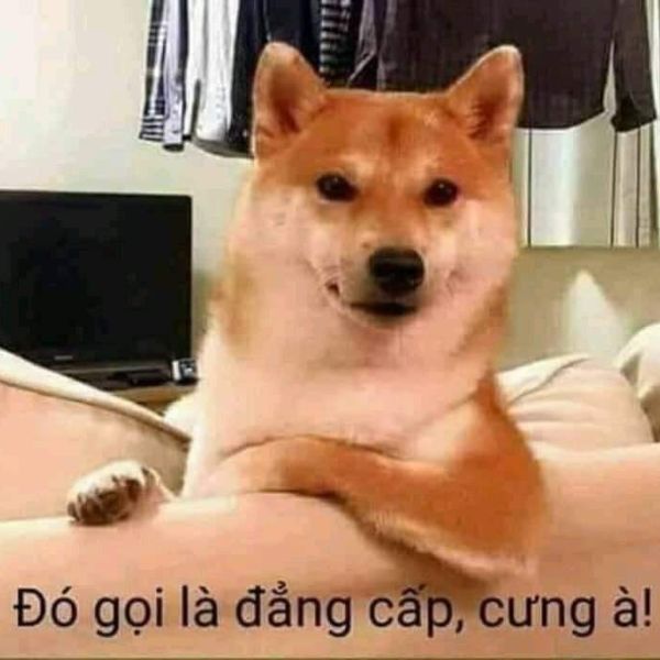 meme việt nam đẳng cấp