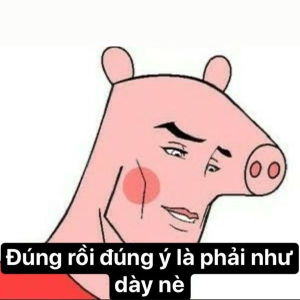 meme việt nam lợn con