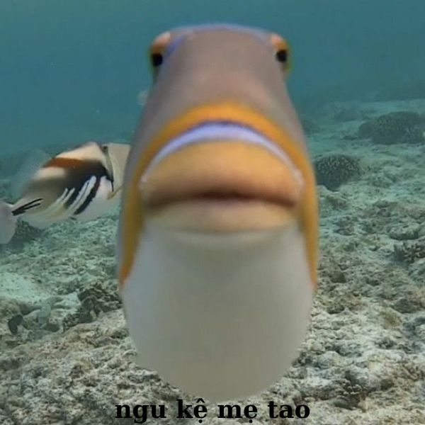 meme vn cá