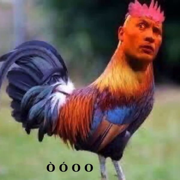 meme vn gà gáy