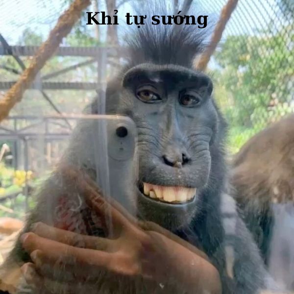 meme vn khỉ chụp ảnh