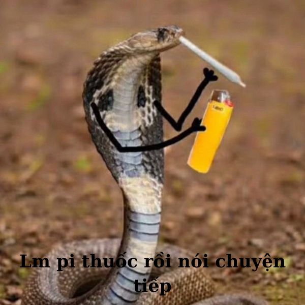 meme vn rắn