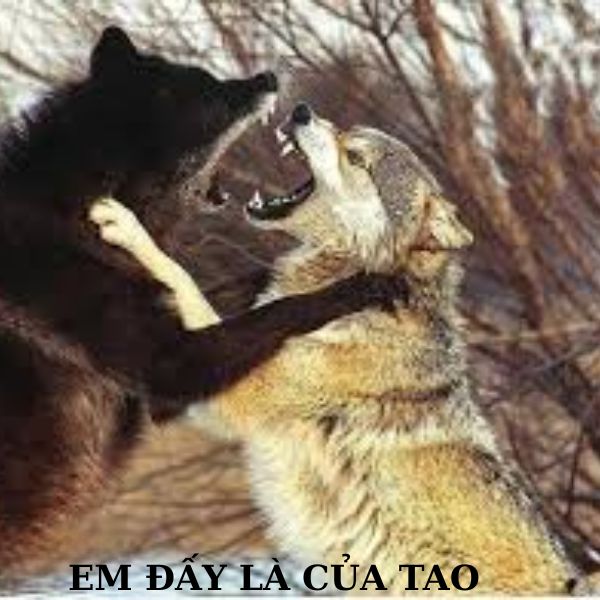 sói cô độc meme em của tao