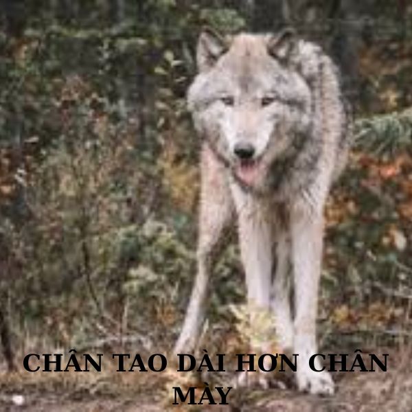 sói cô độc meme gầy