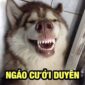 99+ Hình ảnh sói cô độc meme dành cho dân văn phòng và bạn bè