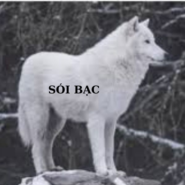 sói cô độc meme sói bạc